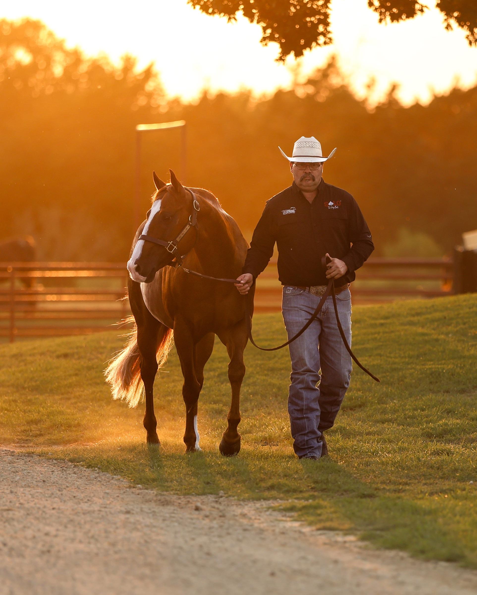 A Solo Select horseman leading a chestnut prospect at golden hour