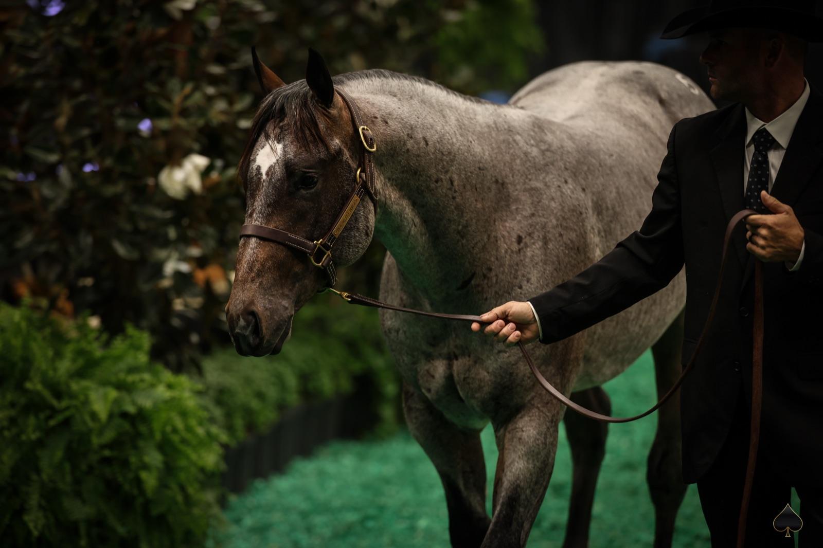Blackk Mamba, a blue roan cow horse, presented in the sale ring by a Solo Select handler