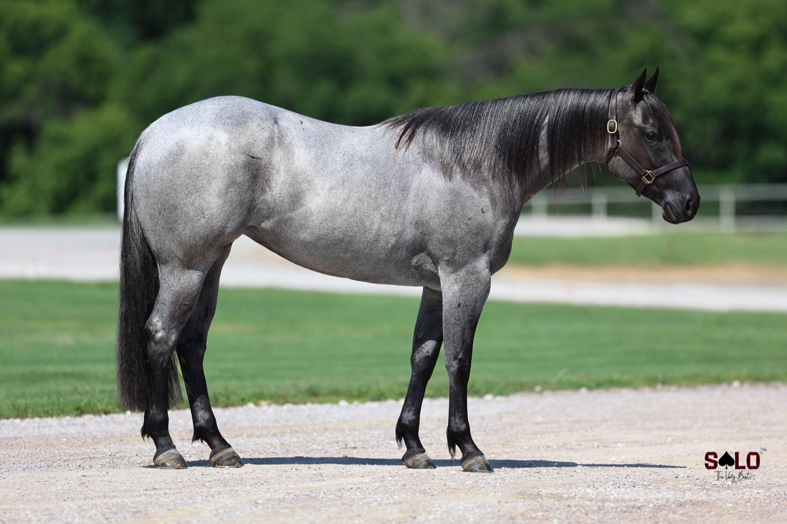 Crosby Ray Von, a blue roan stallion, stood square for his Solo Select sale photo